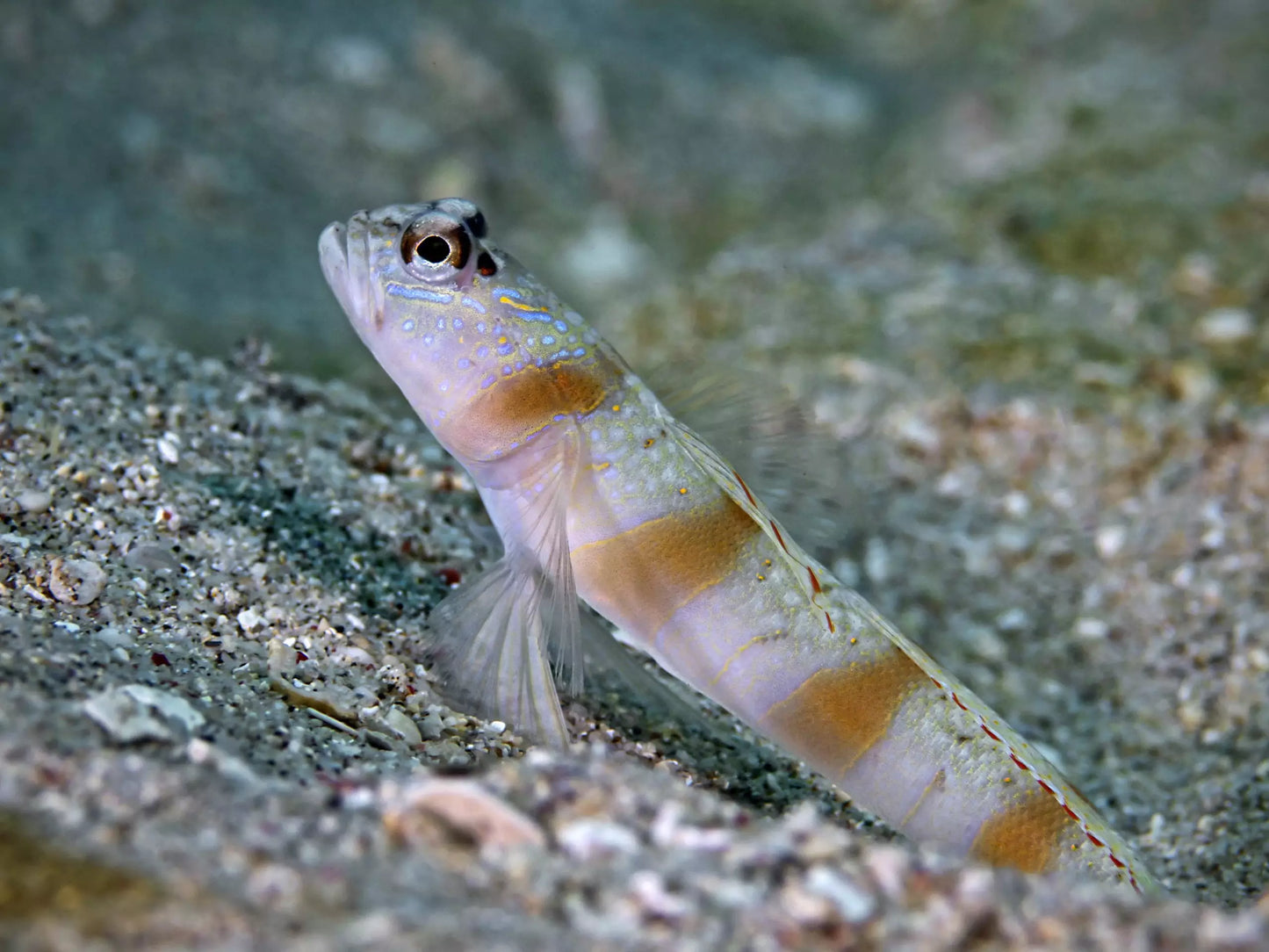 STEINITZ GOBY