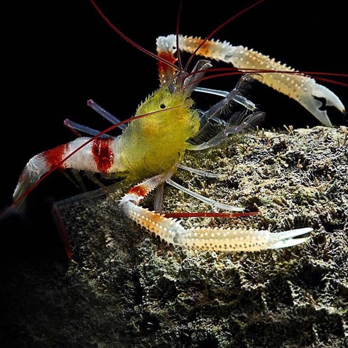 BANDED CORAL SHRIMP GOLD