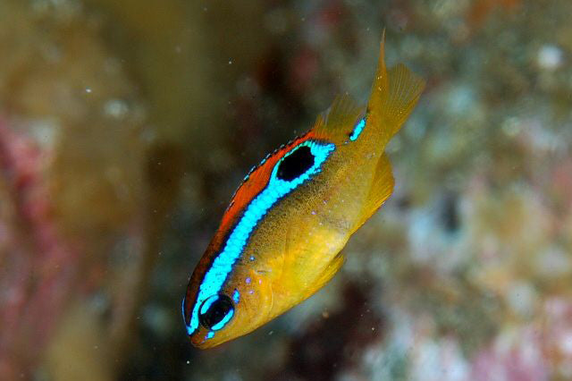 SURGE DAMSELFISH