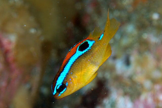 SURGE DAMSELFISH