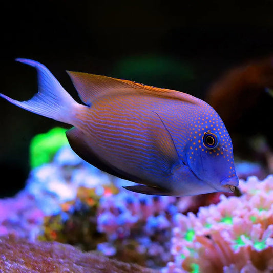 ORANGE STRIPED BRISTLETOOTH TANG