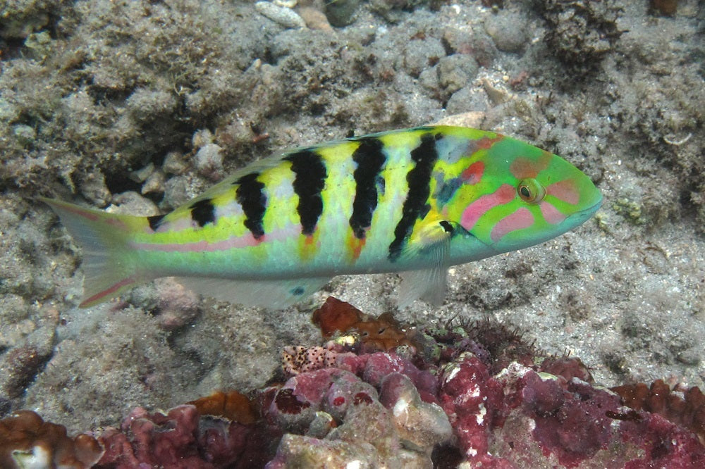 HARDWICKE WRASSE