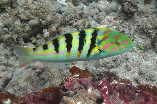 HARDWICKE WRASSE