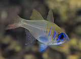 THREADFIN CARDINAL FISH