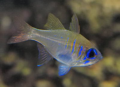 THREADFIN CARDINAL FISH