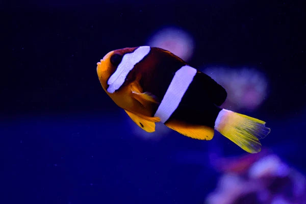 THREE STRIPE CLOWNFISH