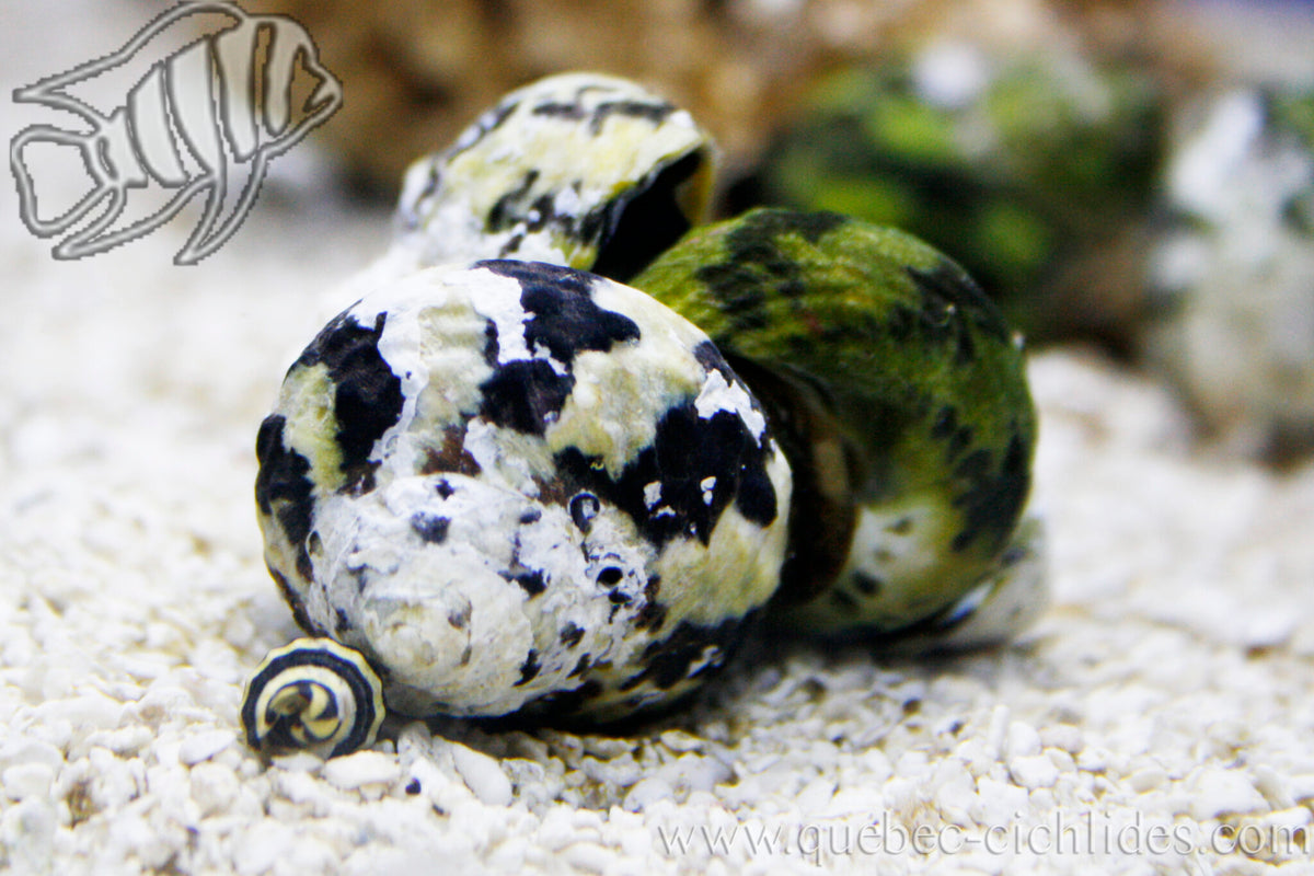ZEBRA TURBO SNAIL