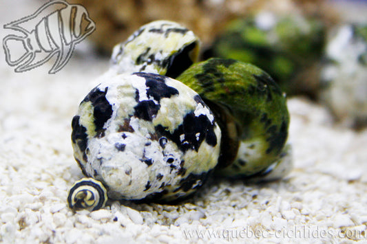 ZEBRA TURBO SNAIL