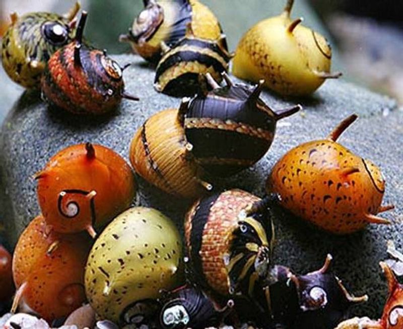 ASSORTED THORN HORN NERITE SNAILS