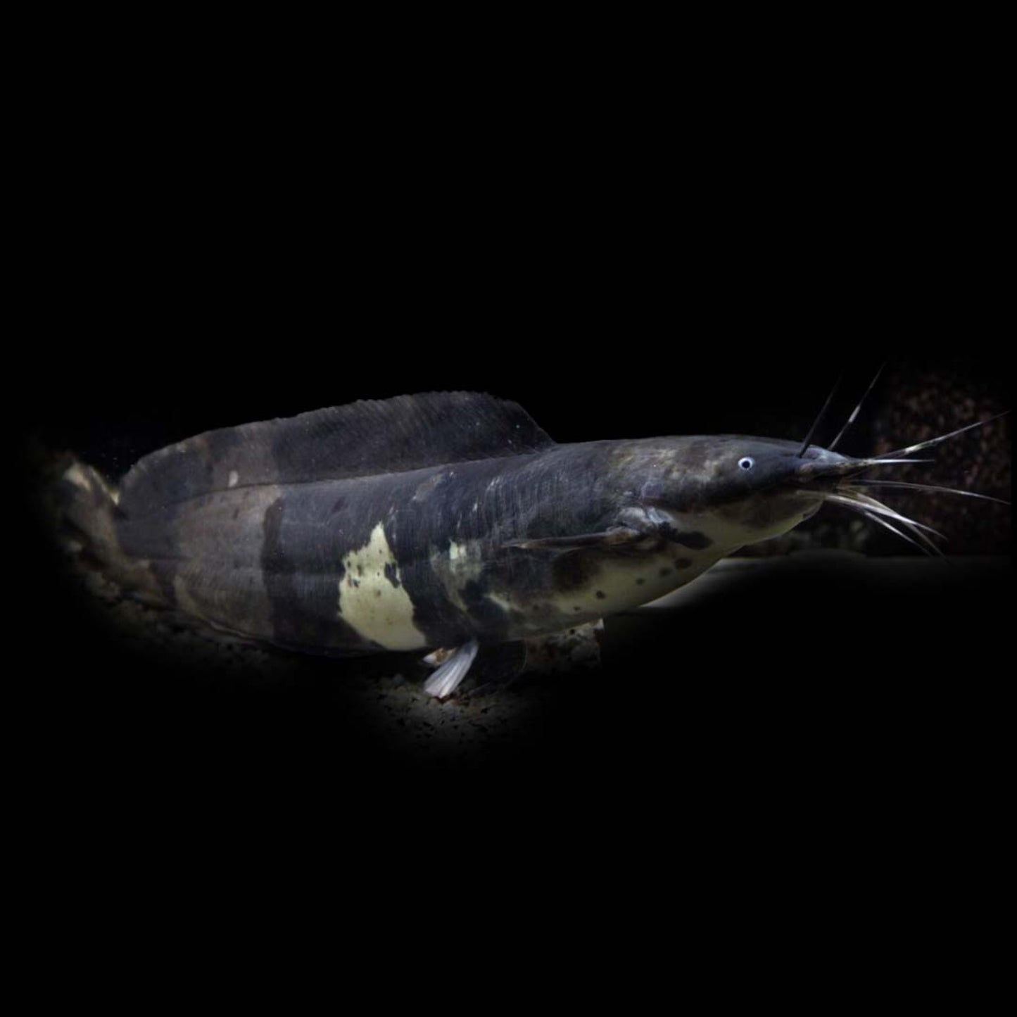 BLACK CLARIAS CATFISH