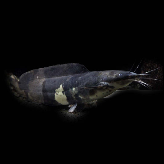 BLACK CLARIAS CATFISH