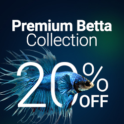 Premium Betta Collection