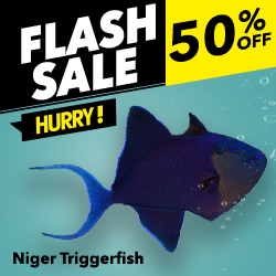Flash Sale