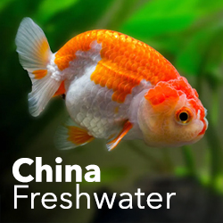 Aquatic Wonders from China