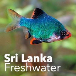 Sri Lankan Freshwater