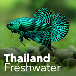 Thailand Freshwater