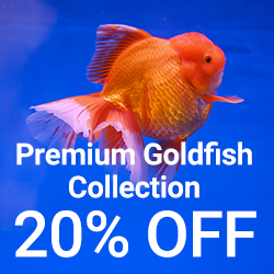 Premium Goldfish Collection 