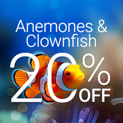 Clownfish and Anemone