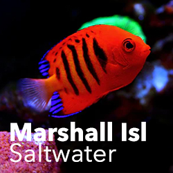 Marshall Islands Marine