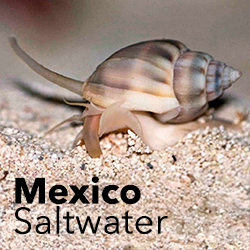 Mexico Marine