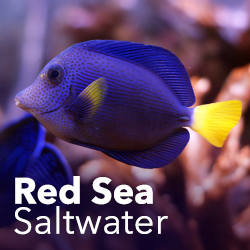 Red Sea