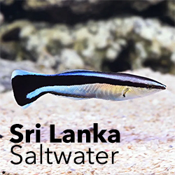 Sri Lankan Marine