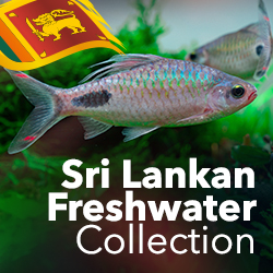 Sri Lankan Freshwater Collection