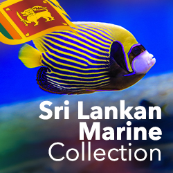 Sri Lankan Marine Collection