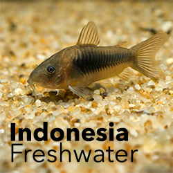 Indonesia Freshwater