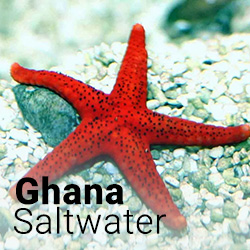 Ghana Marine