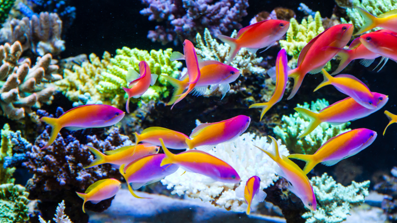 A Guide to Long-Term Anthias Success: Creating the Ideal Habitat 