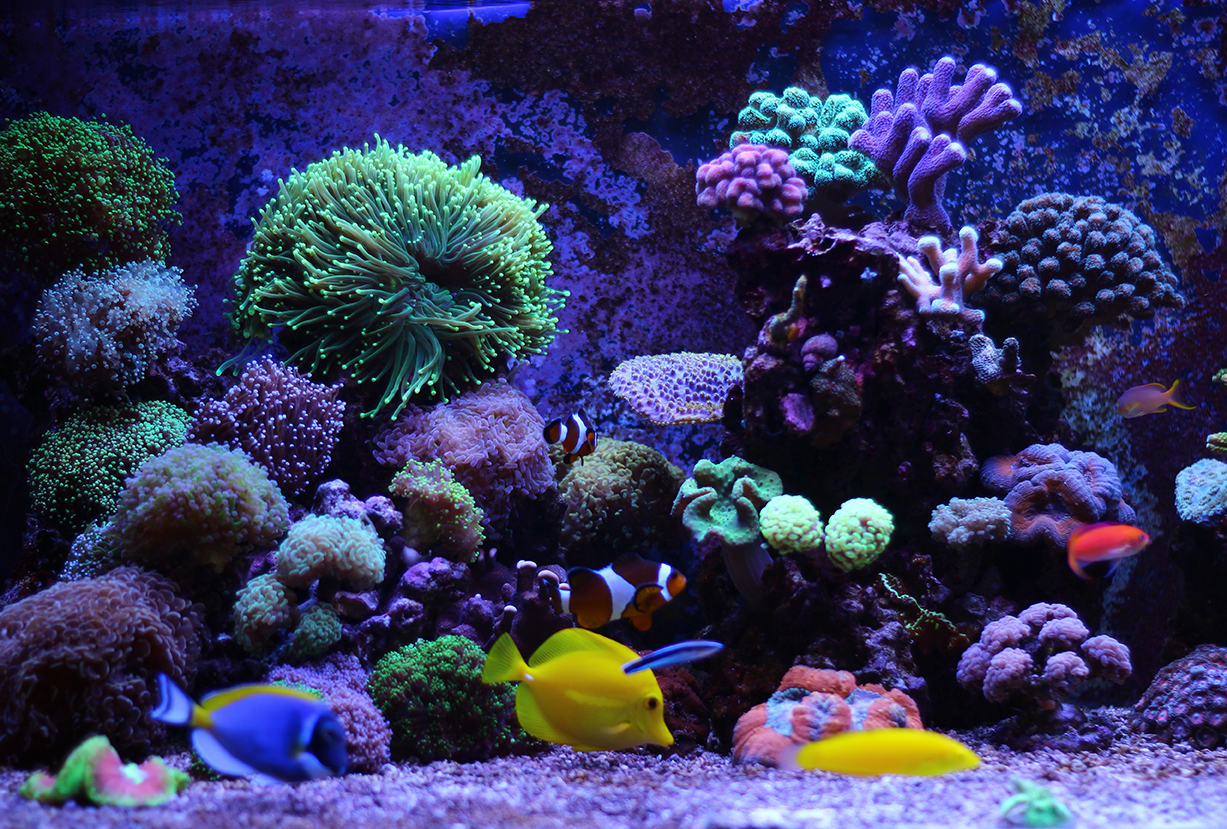 Top 10 Aquarium Trends to Watch in 2024