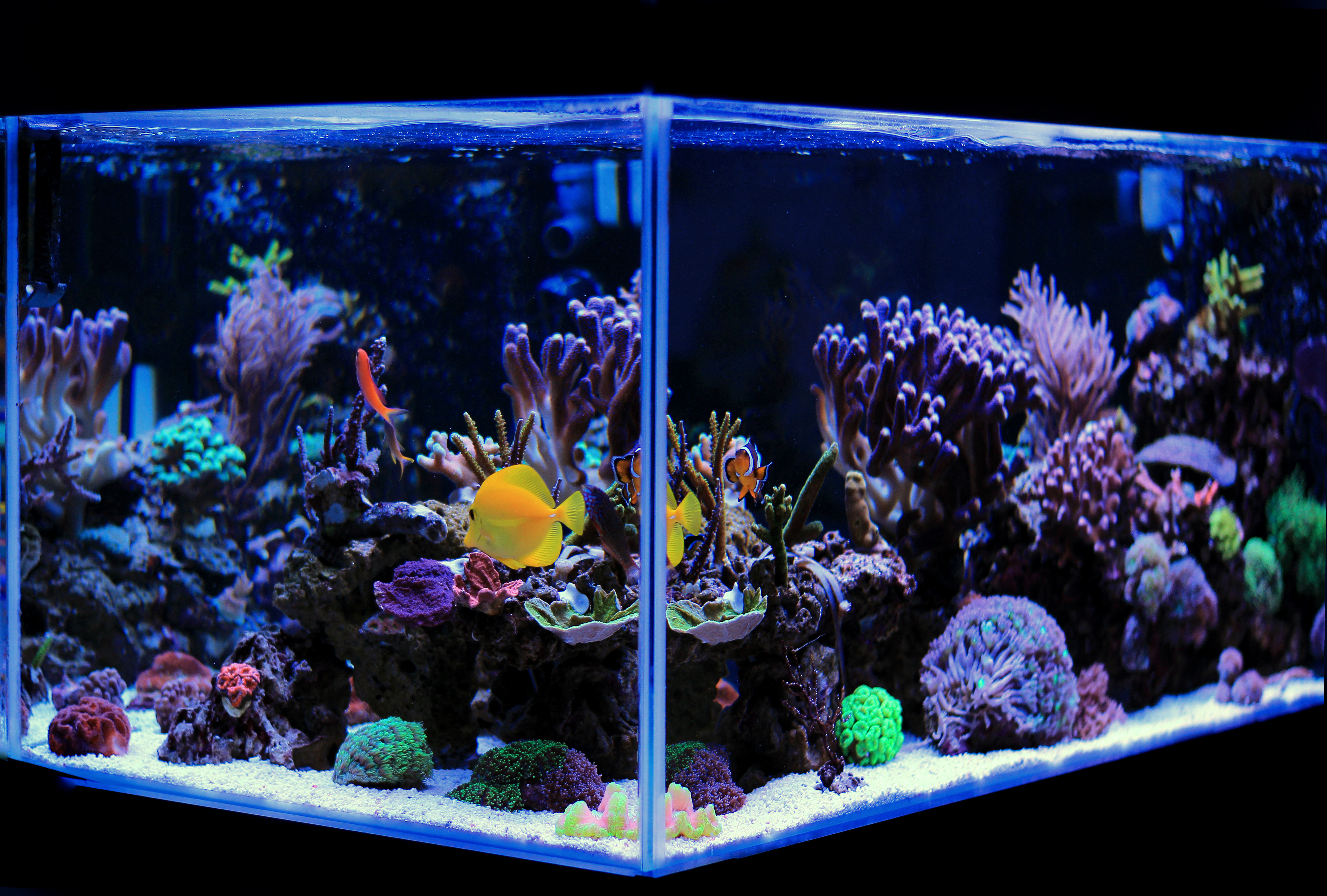 A Beginner's Guide to Setting Up Your First Aquarium 