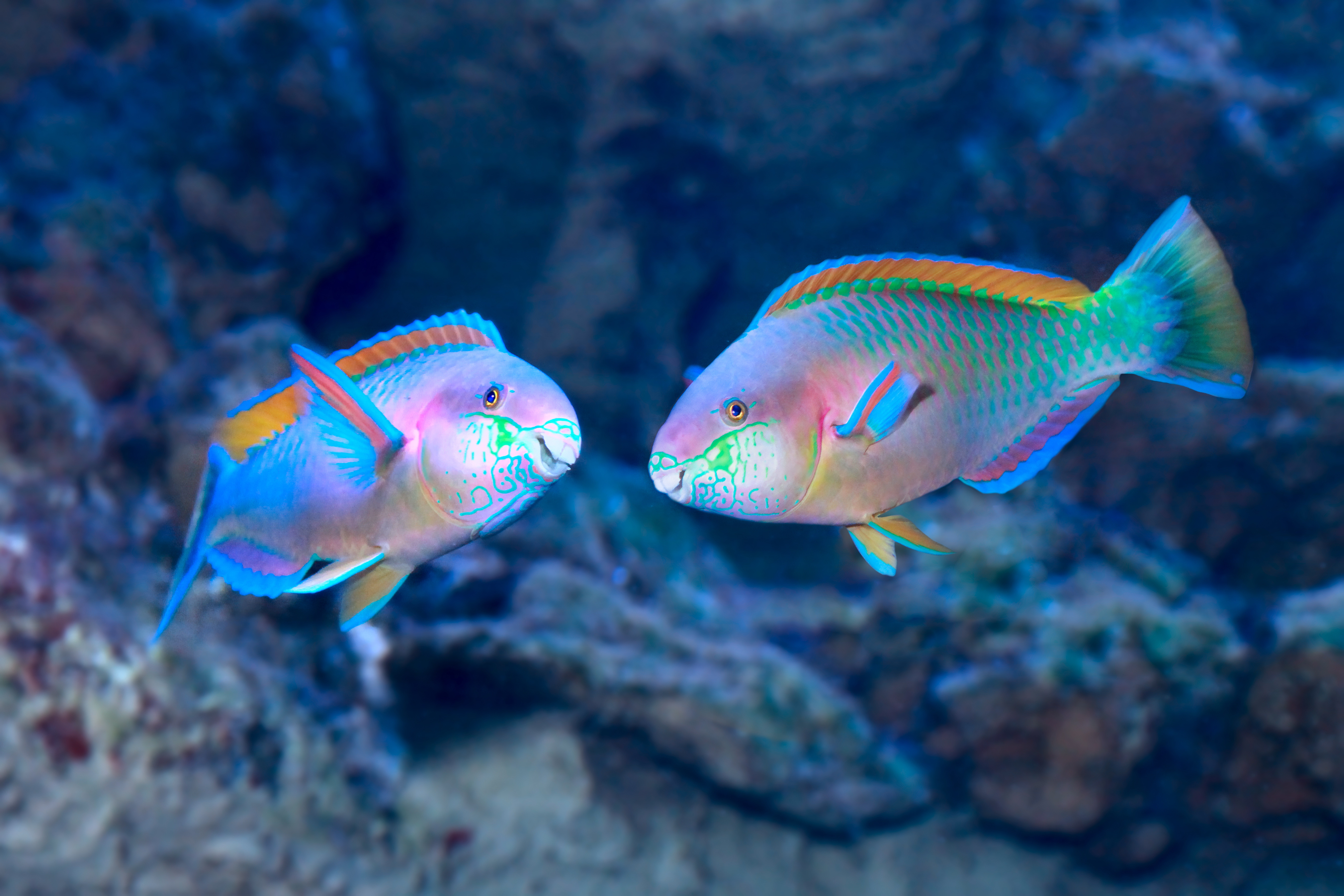 The Parrotfish: Guardians of Coral Reefs and Creators of Pristine Beaches