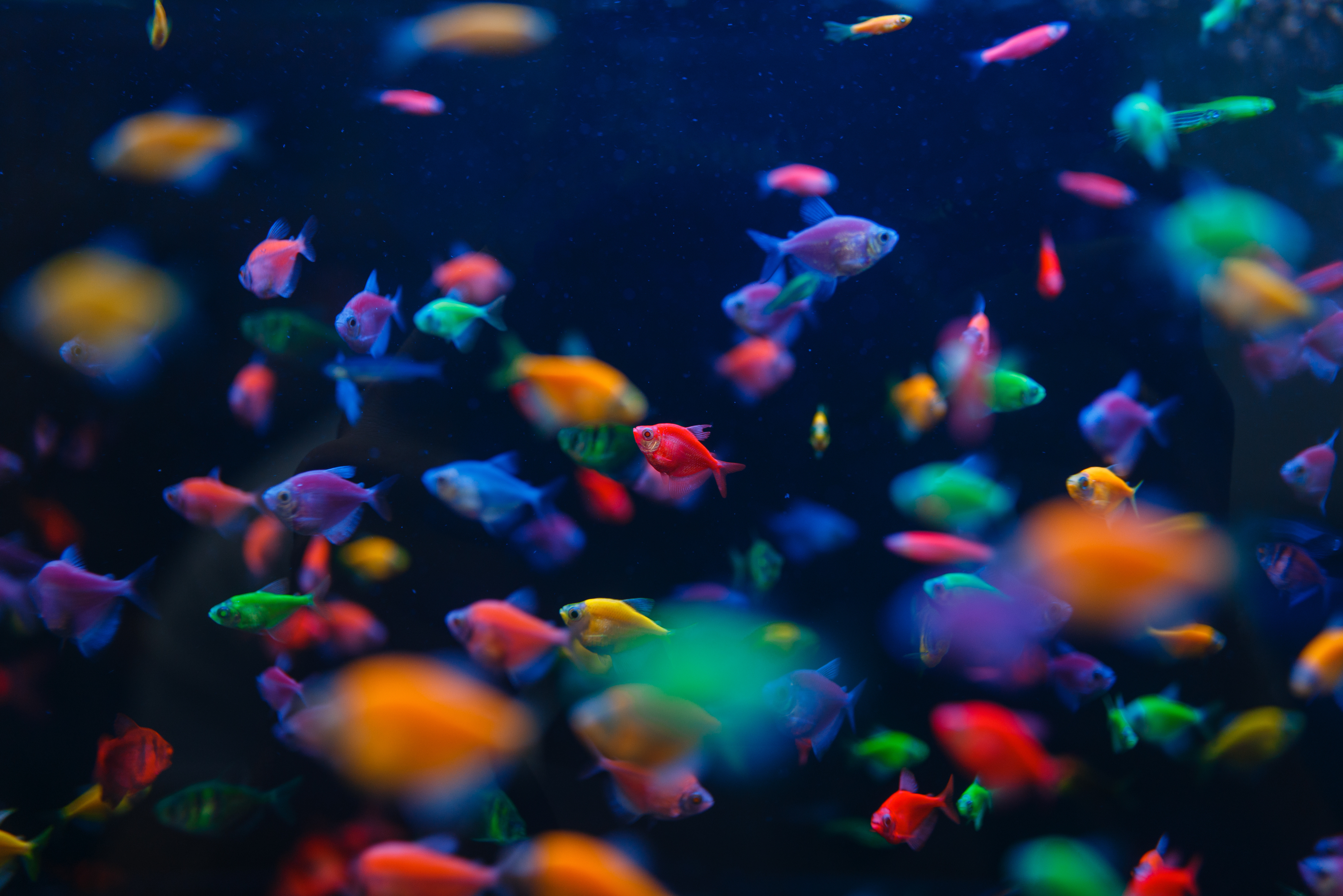 The Science of Water Chemistry: Maintaining a Healthy Aquarium Environment 