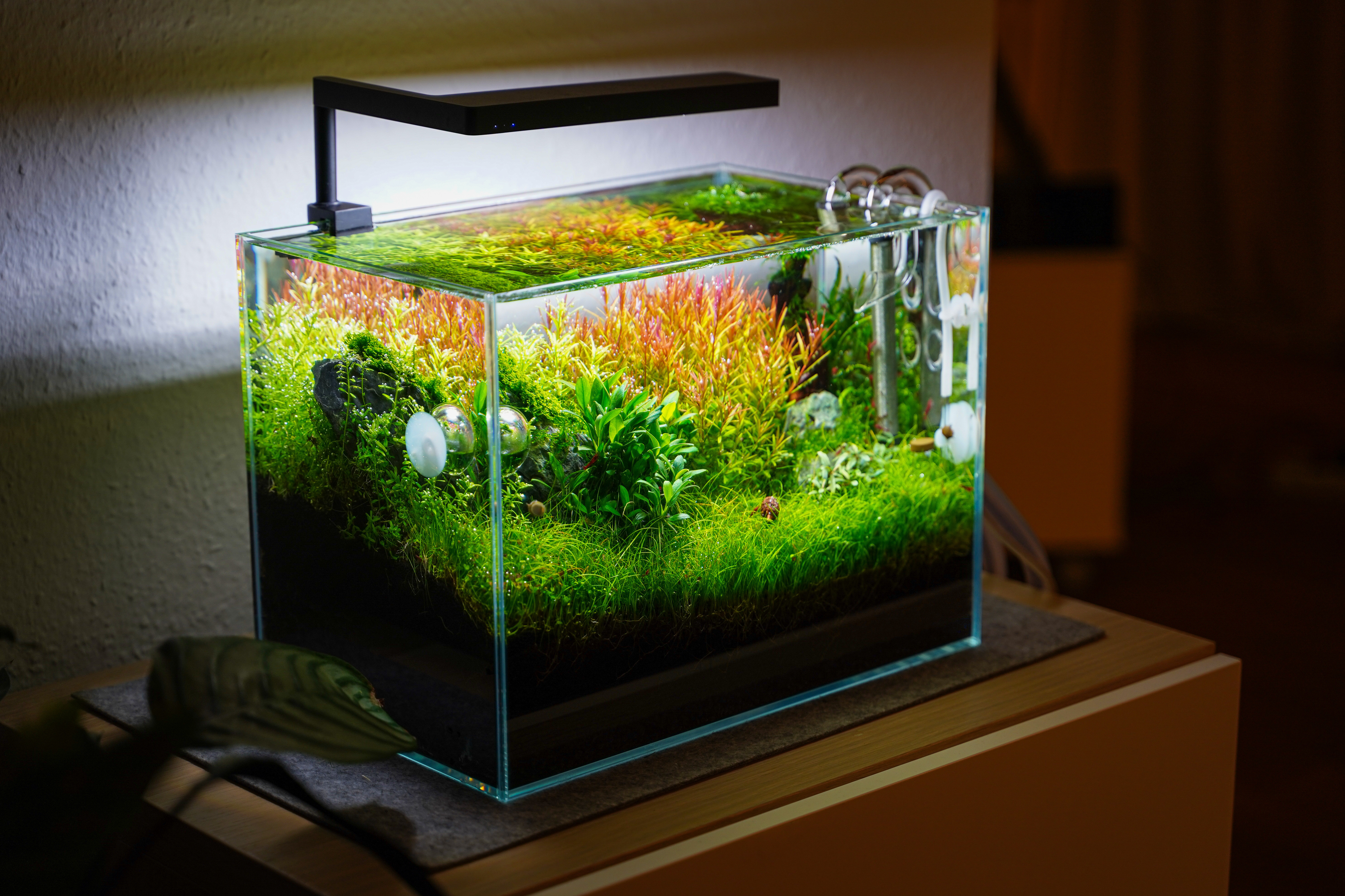 The Future of Aquascaping: Innovations and Emerging Techniques