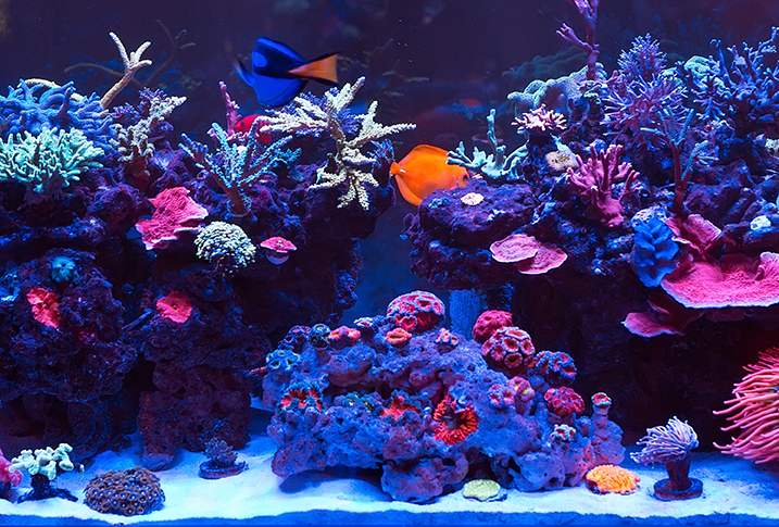 Sustainable Aquariums: Eco-Friendly Practices for the Modern Hobbyist