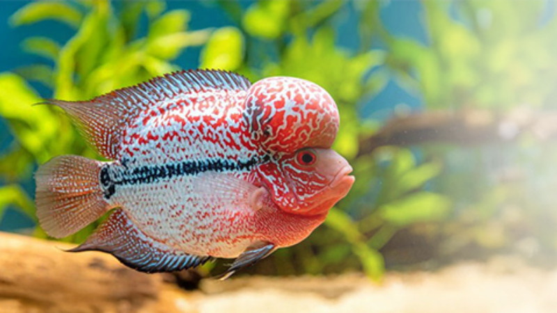 Journey of the Purple Tang