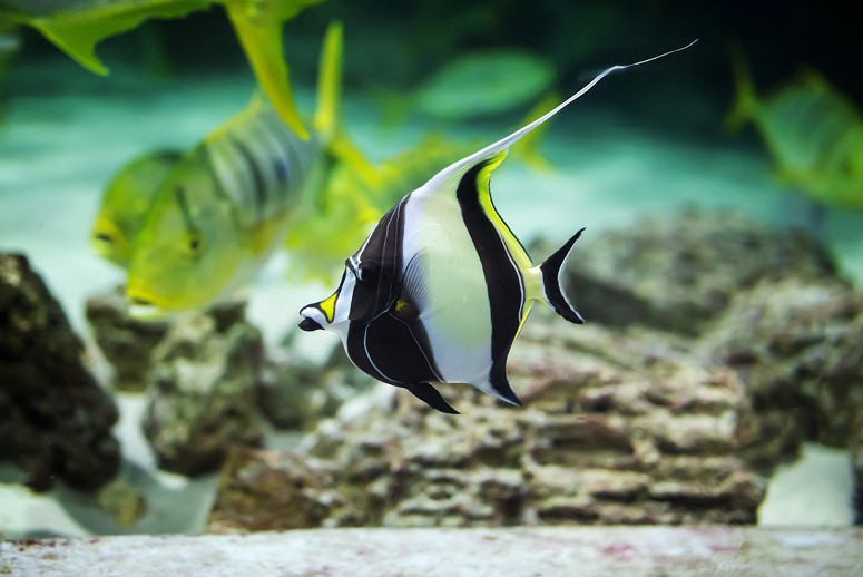  A Practical Guide to Acclimating Moorish Idols & White Bannerfish