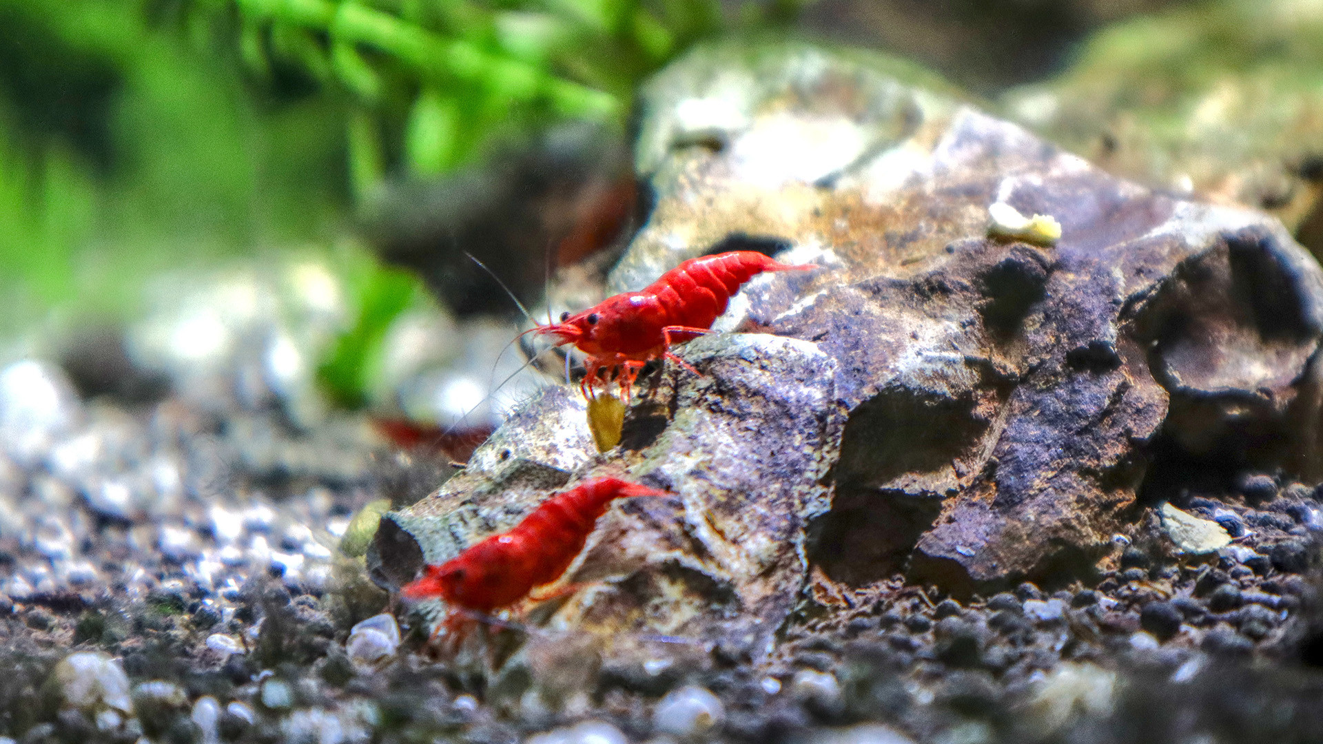 Guide to Maximizing Revenue with High-Margin Shrimp Habitat Products 