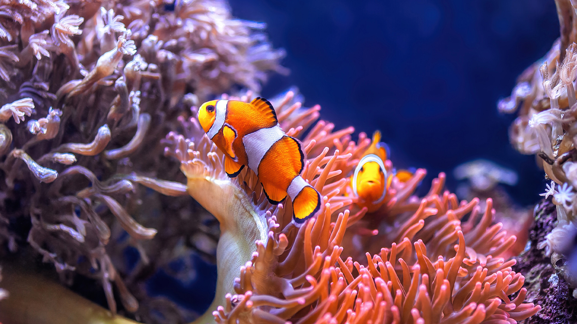 Strategic Pairing Guide: High-Yield Clownfish - Anemone Combinations