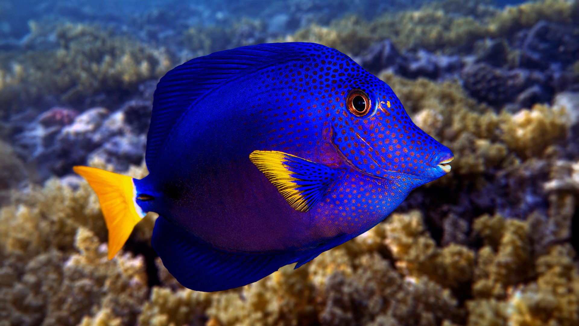 From the Red Sea to Your Store: The Journey of the Purple Tang 