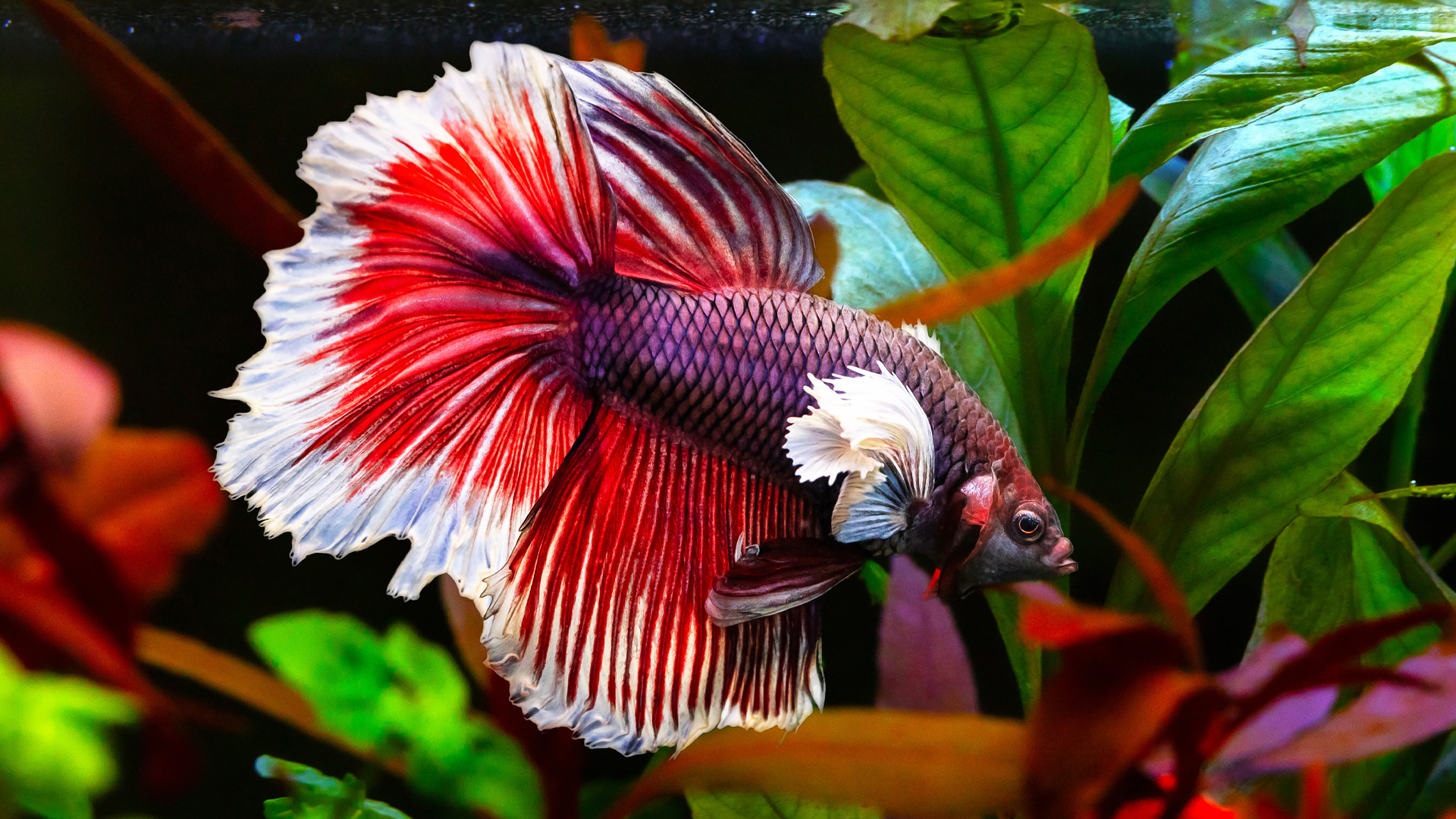 Stocking for Success: Best-Selling Betta Varieties for Your Betta Rack