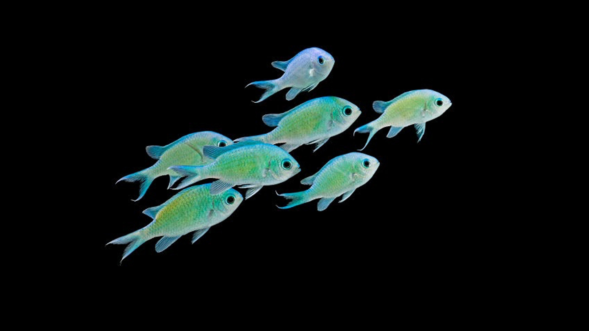 How to Create the Ideal Habitat for Red Sea Green Chromis for Long-Term Schooling Success